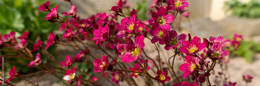 Saxifraga arendsii. Blooming saxifraga in rock garden. Rockery with small pretty pink flowers, nature web banner background. Saxifraga arendsii. Blooming saxifraga in rock garden. Rockery with small pretty pink flowers, nature web banner background.