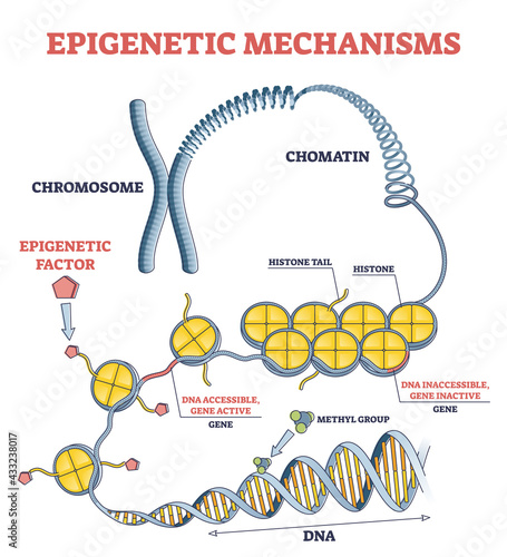 Epigenetic mechanisms as DNA acid gene protein expression in outline diagram. Educational labeled scientific scheme with methylation, histone modification and marking process vector illustration. photo