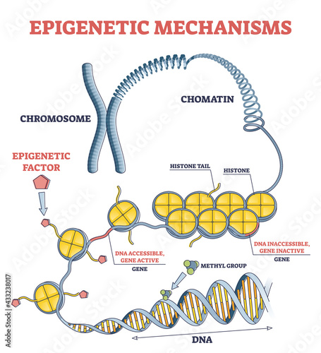 Epigenetic mechanisms as DNA acid gene protein expression in outline diagram. Educational labeled scientific scheme with methylation, histone modification and marking process vector illustration.
