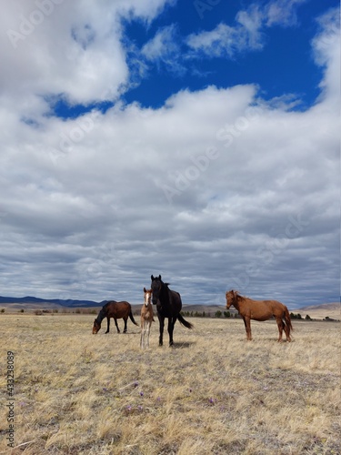 Horse and foal family looking at camera. Herd of horses on Spring meadow © Tungalag