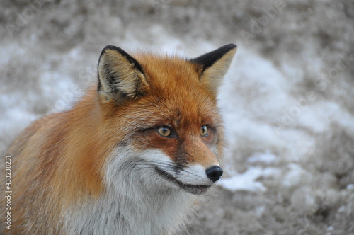 Closeup of red fox head in the wild