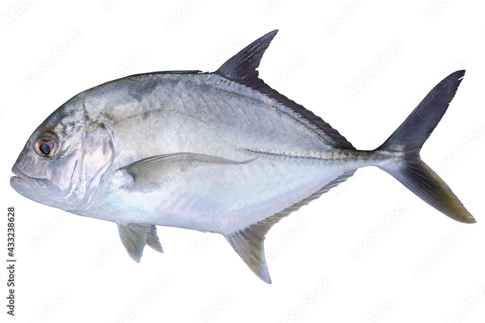 Close up alive of GT or Giant trevally fish from the ocean and white isolated background with clipping path