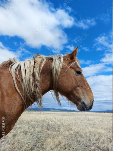 Palomino horse side view portrait on Spring Meadow under cloudy blue sky