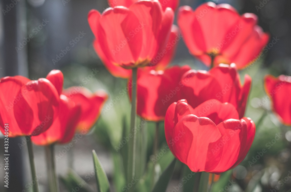 Beautiful red tulip plantation. Greeting card of tulips. Spring mood Beautiful red tulip plantation. Greeting card of tulips. Spring mood