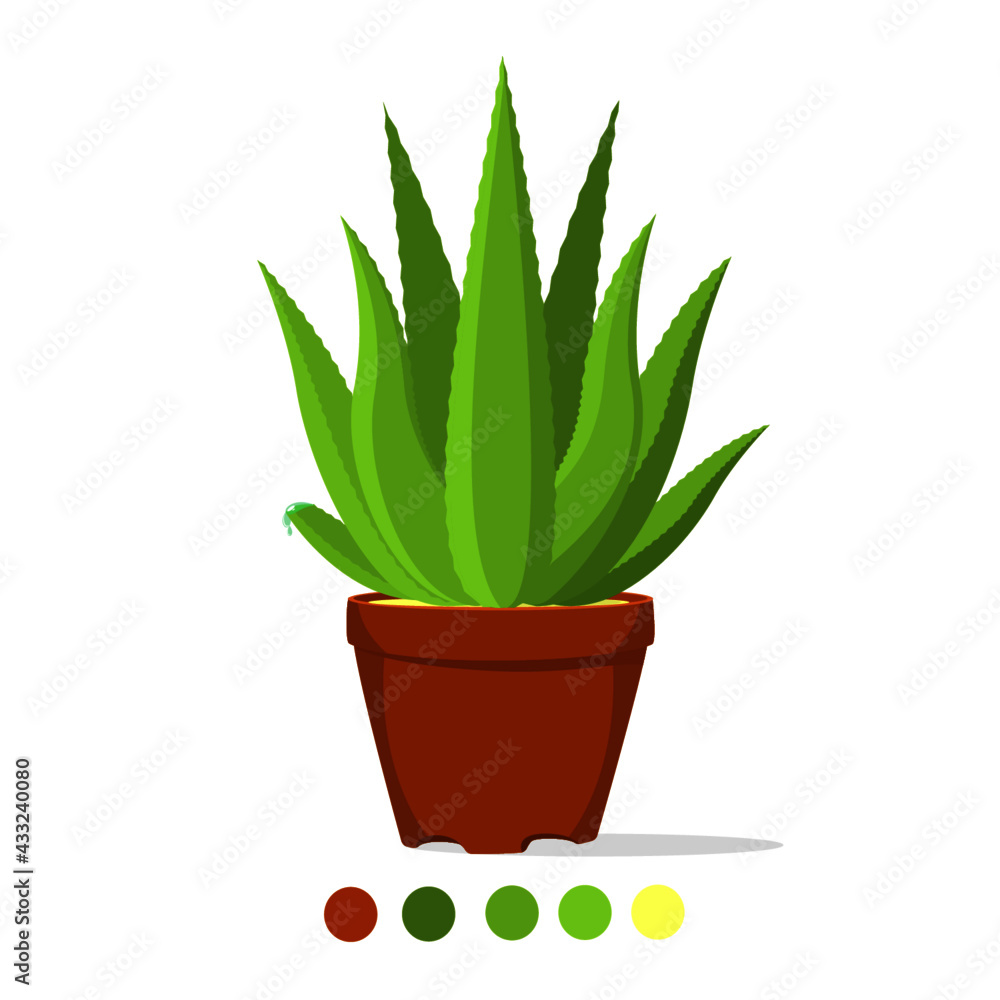 aloe vera plant in pot aloe vera plant in pot
