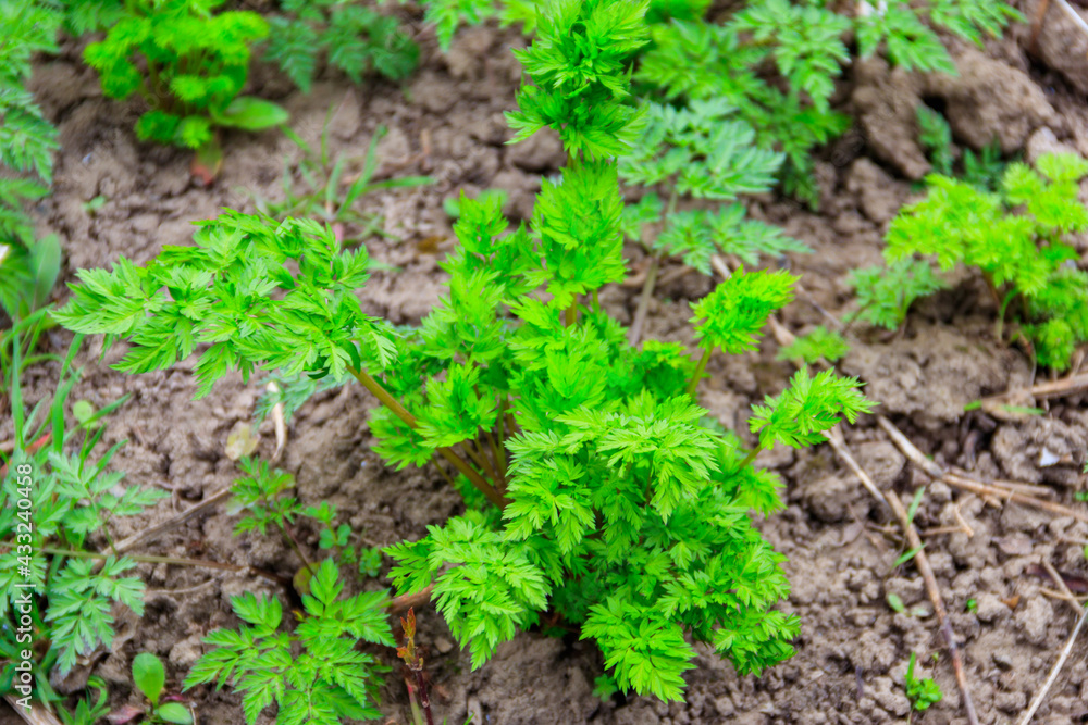 Green hemlock spotted plants (Conium Maculatum) Green hemlock spotted plants (Conium Maculatum)