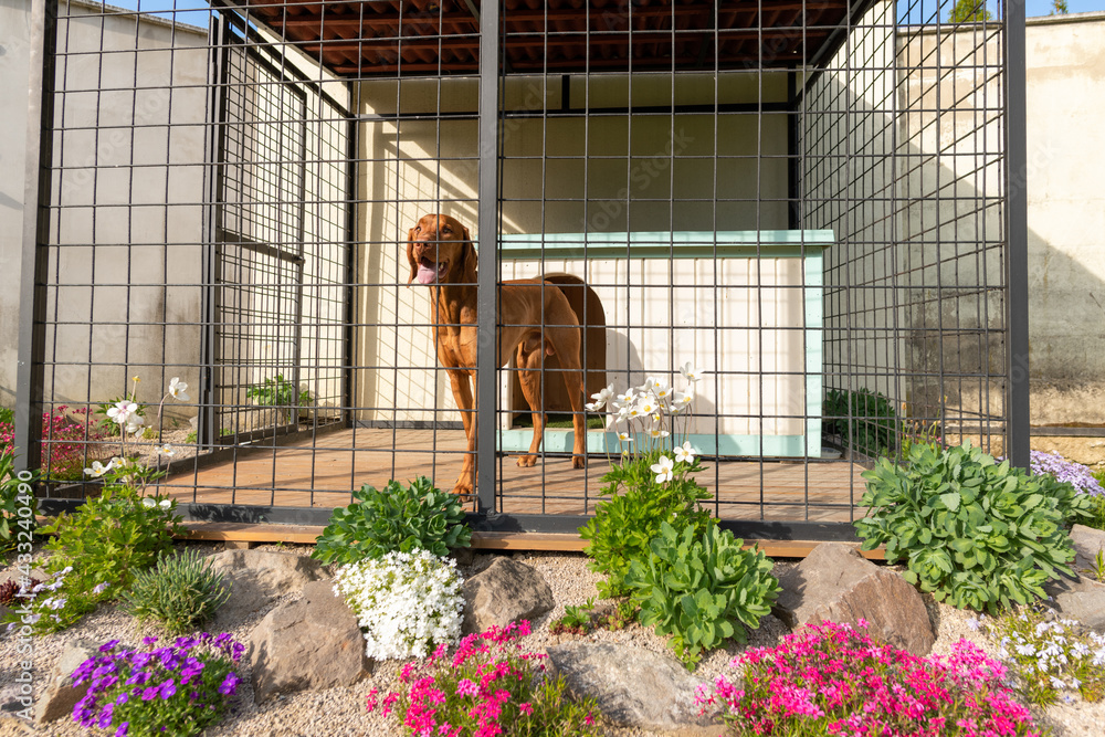 Ταπετσαρία Cute vizsla hunting dog in his dog kennel with beautifuly landscaped surroundings