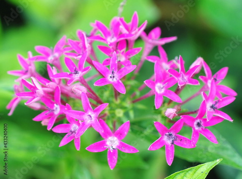 Pink Star-cluster,Egyptian Srar-cluster: Pentas  lanceolata (Forssk.) Deflers,Macro on top view. blured leave,