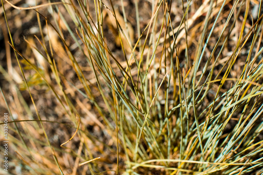 Fototapeta premium Long green grass lawn with dry tips. Macro, soft selective focus.