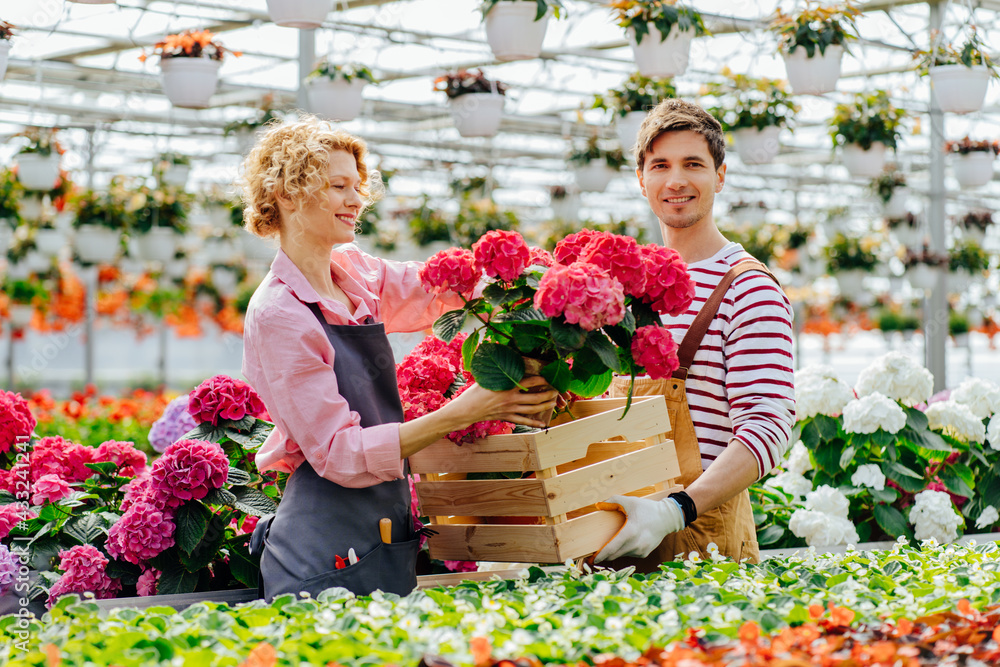 Florists couple working with hydrangea flowers at a greenhouse. Man worker in overalls holding wooden box, woman in apron help him and put an order flowers in pots into a box.