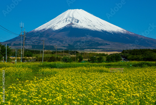 裾野市パノラマロードから菜の花と富士山 © Umibozze