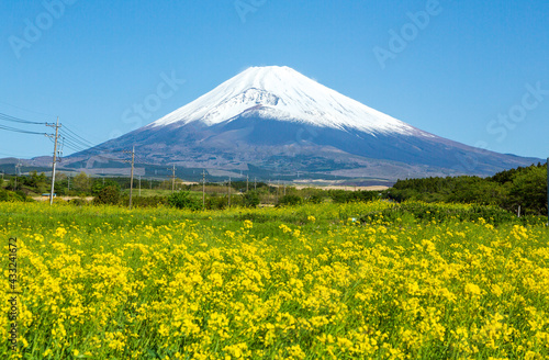 裾野市パノラマロードから菜の花と富士山