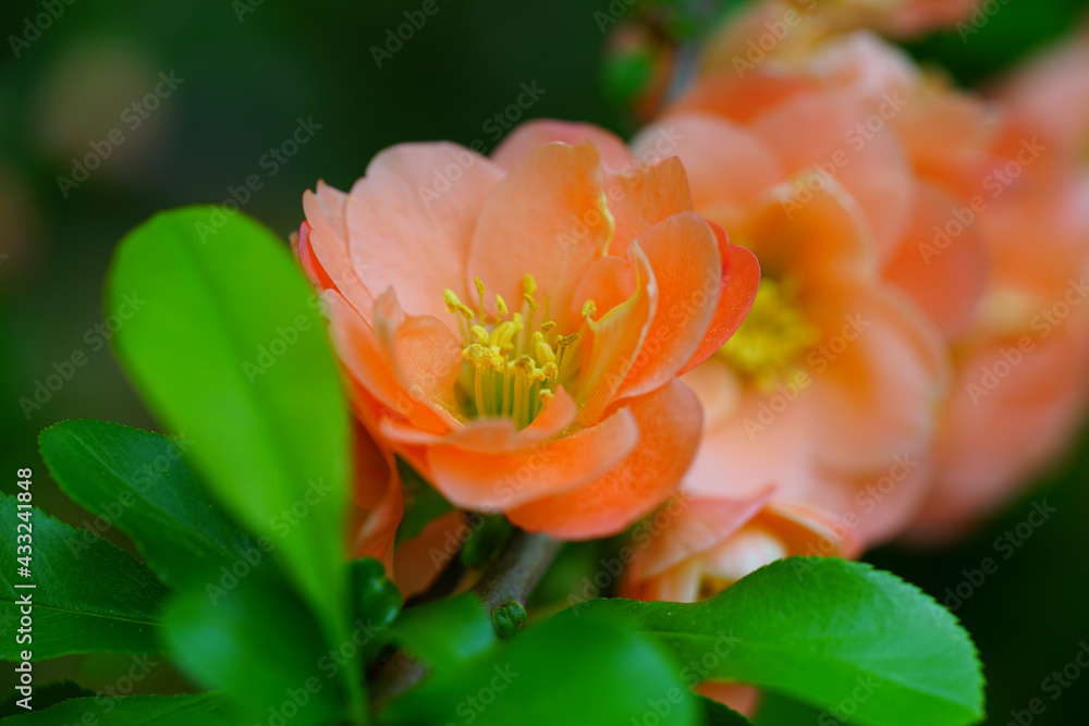 Red orange blooms of flowering quince chaenomeles shrub