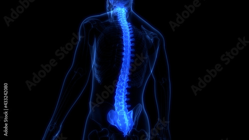Schilderij op canvas Spinal Cord Vertebral Column of Human Skeleton System Anatomy