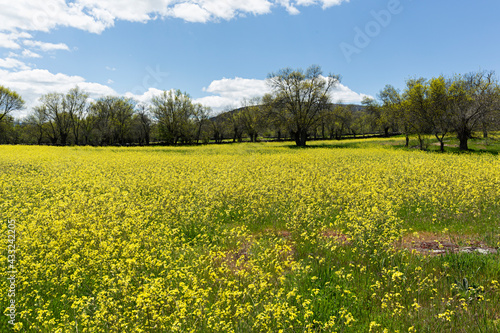 Paisaje de campo con cultivo de colza.