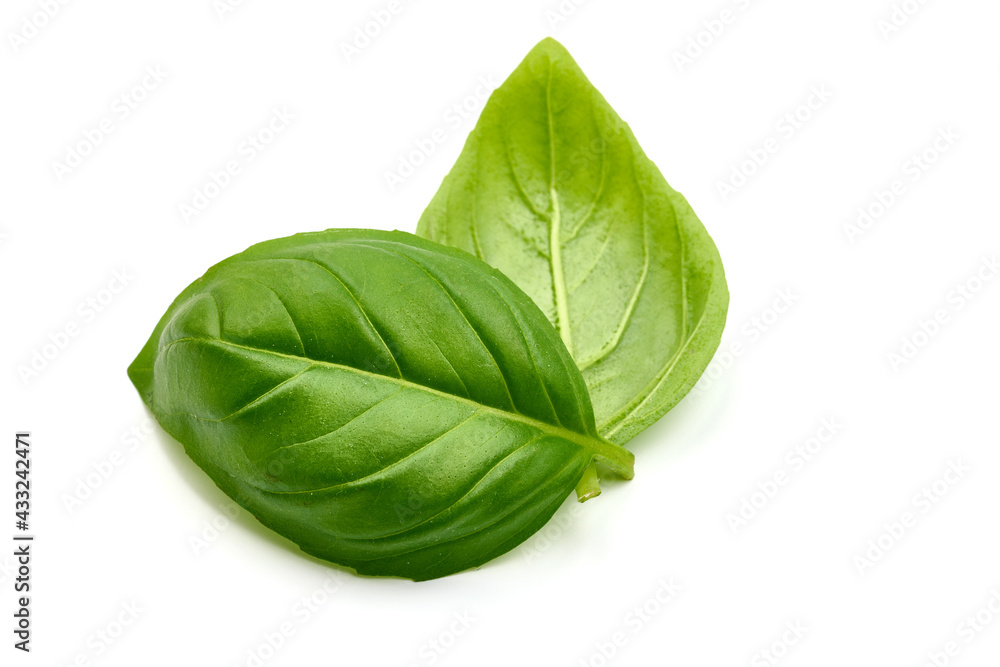 Basil leaves, isolated on white background. High resolution image Basil leaves, isolated on white background. High resolution image