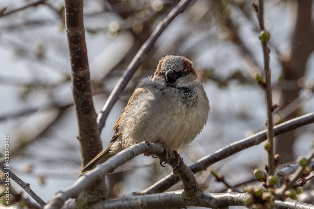 Obraz premium Haussperling sonnt sich
