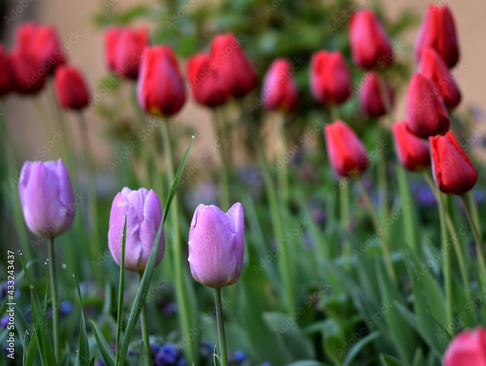 Colorful tulips in spring garden, flowers in the morning sun