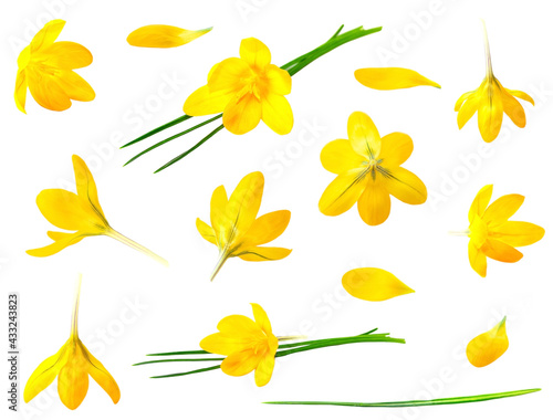 Crocus yellow flower isolated set on white background