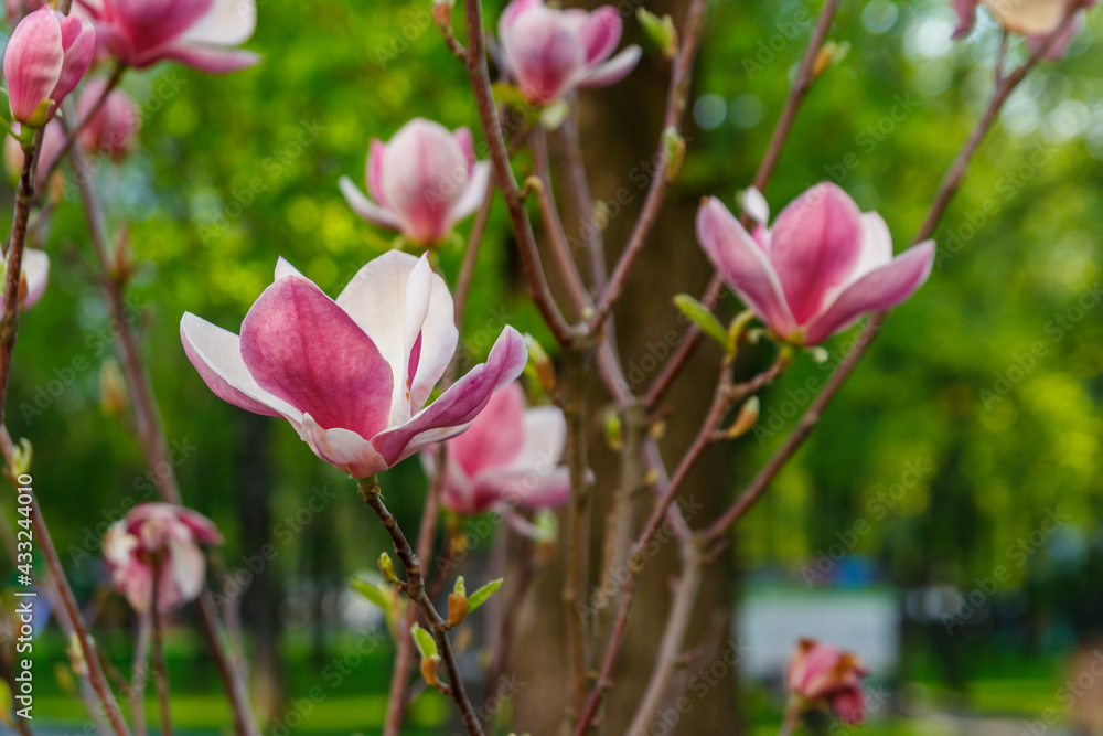 Fototapeta premium Beautiful blooming pink magnolia tree in park