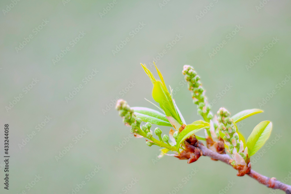 a branch of bird cherry with young leaves is gaining color a branch of bird cherry with young leaves is gaining color