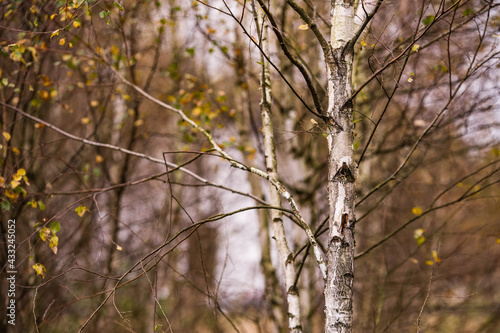 Fototapeta Naklejka Na Ścianę i Meble -  Drzewa w nostalgii