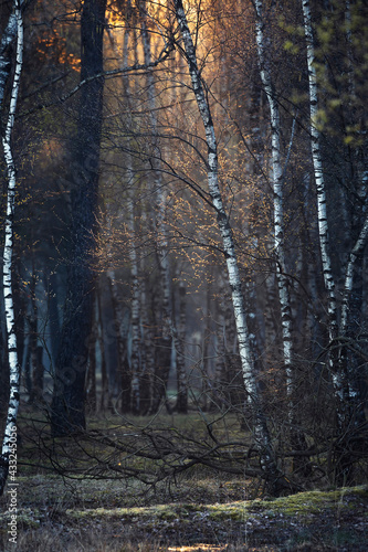 Fototapeta Naklejka Na Ścianę i Meble -  sunlight in spring forest