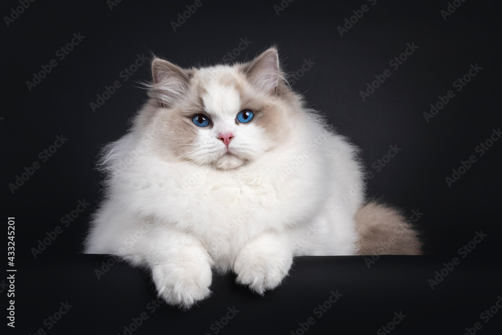 Impressive young Ragdoll cat boy, laying facing front with front paws over edge. Looking towards camera with dark blue eyes. Isolated on a black background. Impressive young Ragdoll cat boy, laying facing front with front paws over edge. Looking towards camera with dark blue eyes. Isolated on a black background.