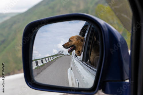 Dog in side view mirror. Traveling by car with dog. © tache