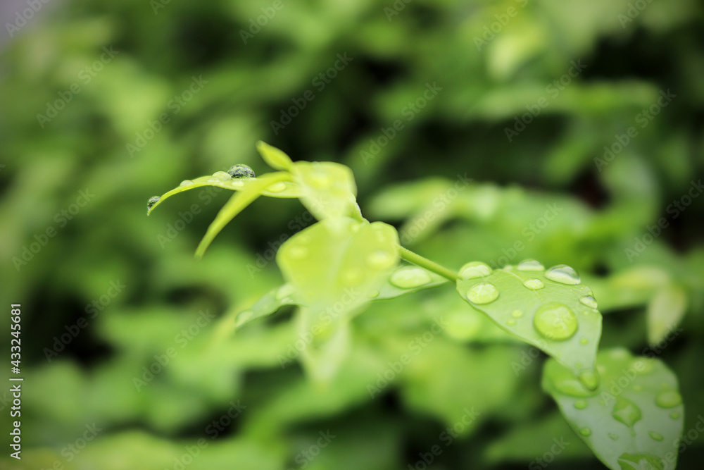 Rain drops on a green leafs. concept emphasizes the feeling of freshness. Rain drops on a green leafs. concept emphasizes the feeling of freshness.