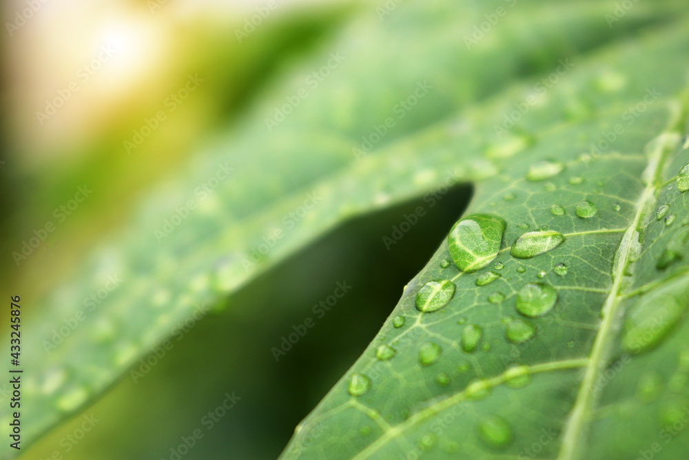 ฺBeautiful drops of transparent rain water on a green leaf macro. Drops of dew in the morning glow in the sun. Beautiful leaf texture in nature. concept emphasizes the feeling of freshness. ฺBeautiful drops of transparent rain water on a green leaf macro. Drops of dew in the morning glow in the sun. Beautiful leaf texture in nature. concept emphasizes the feeling of freshness.