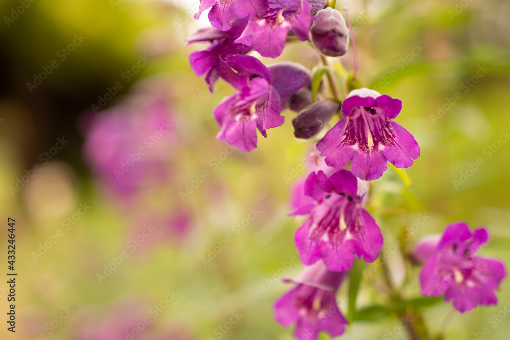 landscape closeup of purple penstemon landscape closeup of purple penstemon