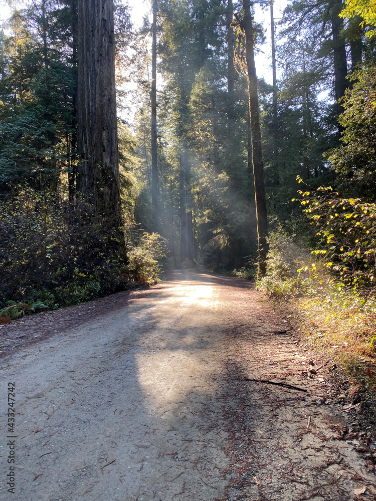 Fototapeta premium Forest 