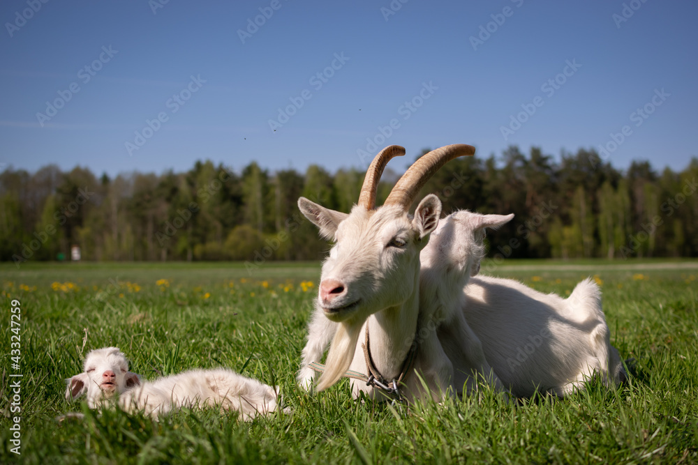 Fototapeta premium goat on the meadow