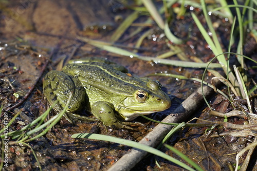 The green frog in the month of May sits in the water of the lake. Warm up the sunny day. Amphibian
