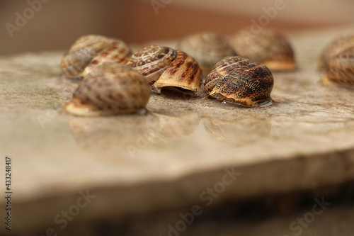 Selective focus. farmers who collect and sell snails for food