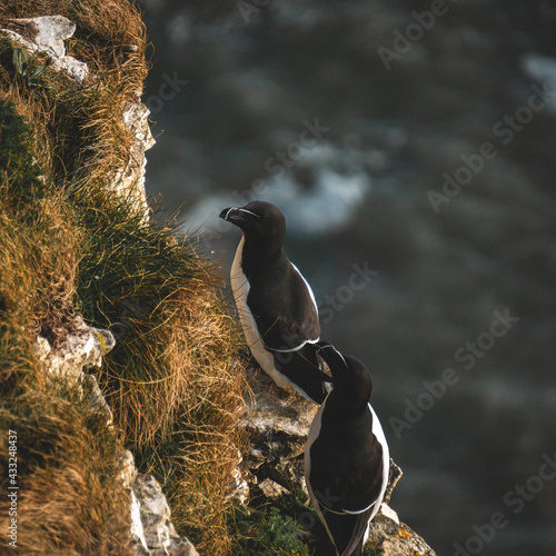 Razorbill on Bempton Cliffs photo