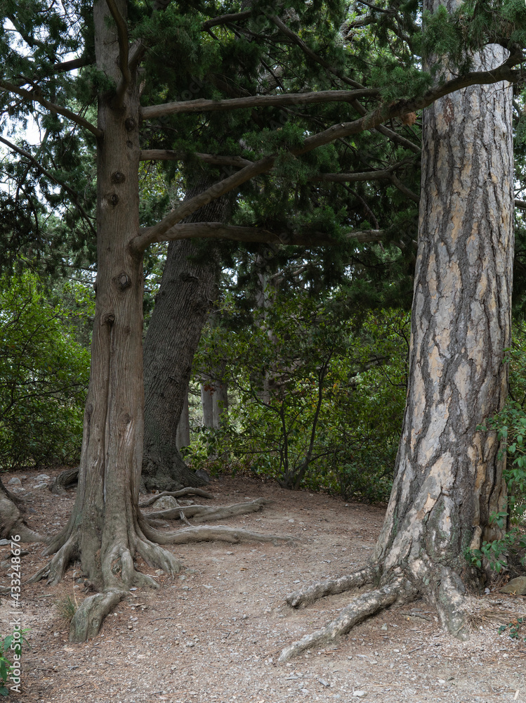 Fototapeta premium A huge tree with large roots, a path in a mountain forest.