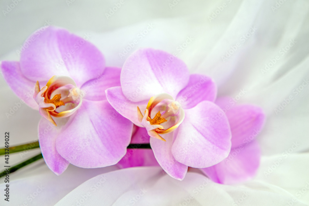 Obraz premium The branch of purple orchids on white fabric background 