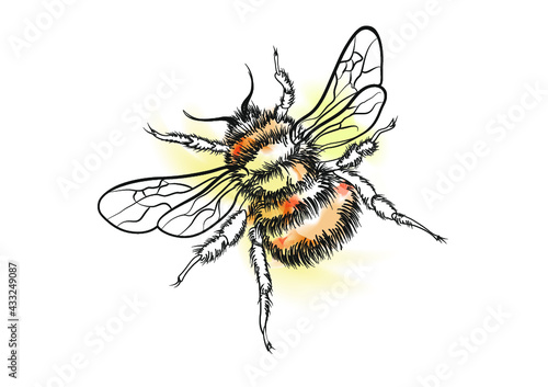 Bumble Bee on white background in watercolour style