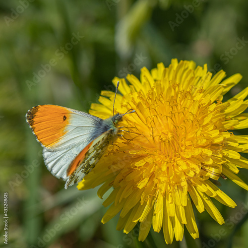 orange tip butterfly on yellow flower