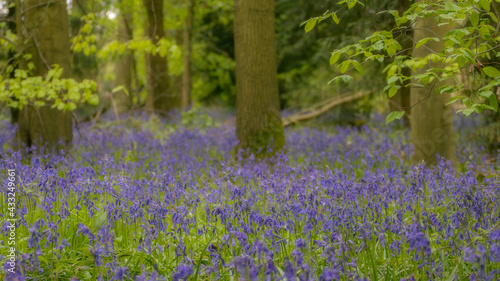 Bluebells in the woods