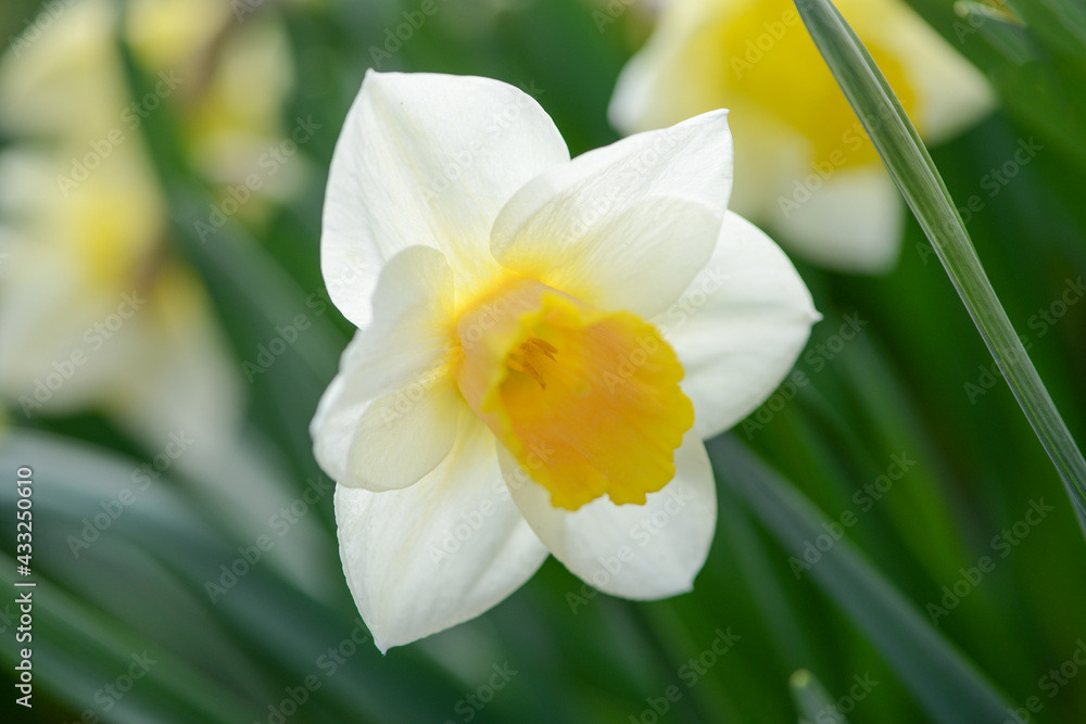 Daffodil (Narcissus) variety Salome blooms in a garden. Daffodil (Narcissus) variety Salome blooms in a garden.