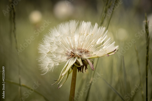 dandelion head