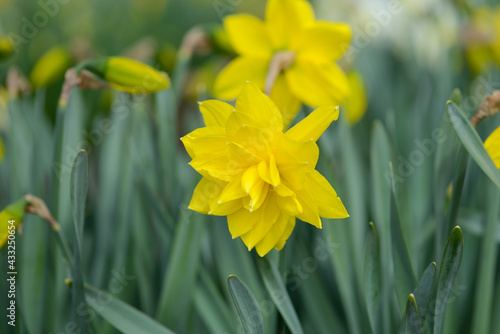 Daffodil (Narcissus) variety Golden Ducat blooms in a garden.