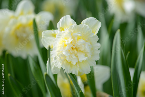 Daffodil (Narcissus) variety Ice King blooms in a garden.