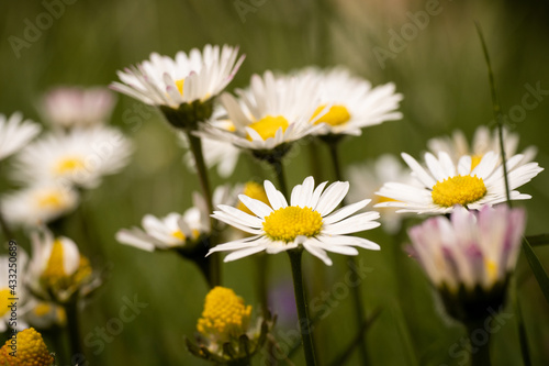 daisies in a field © CFFotografie