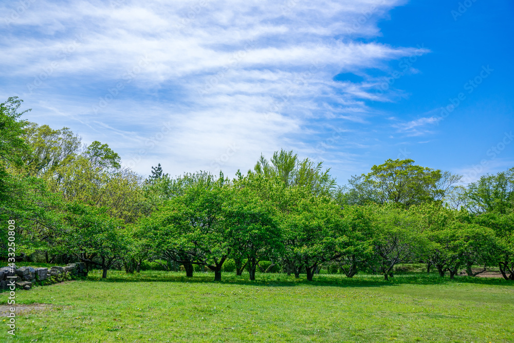 爽やかな公園の風景