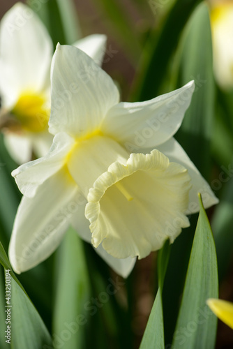 Daffodil (Narcissus) variety Mount Hood blooms in a garden.