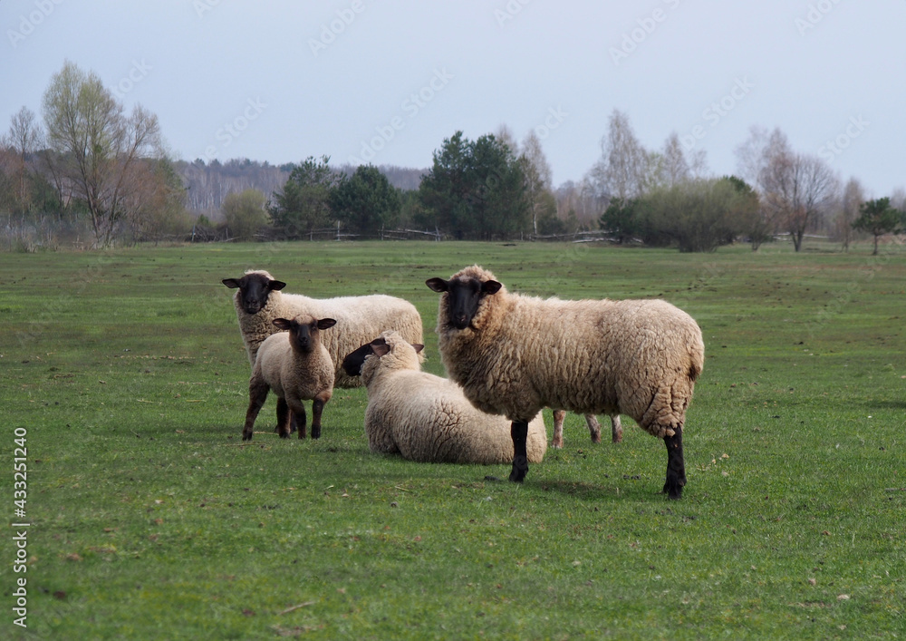 Naklejka premium Suffolk sheep group in spring pasture